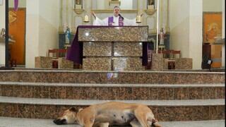 Sacerdote oficia misas junto a perros callejeros por este conmovedor motivo