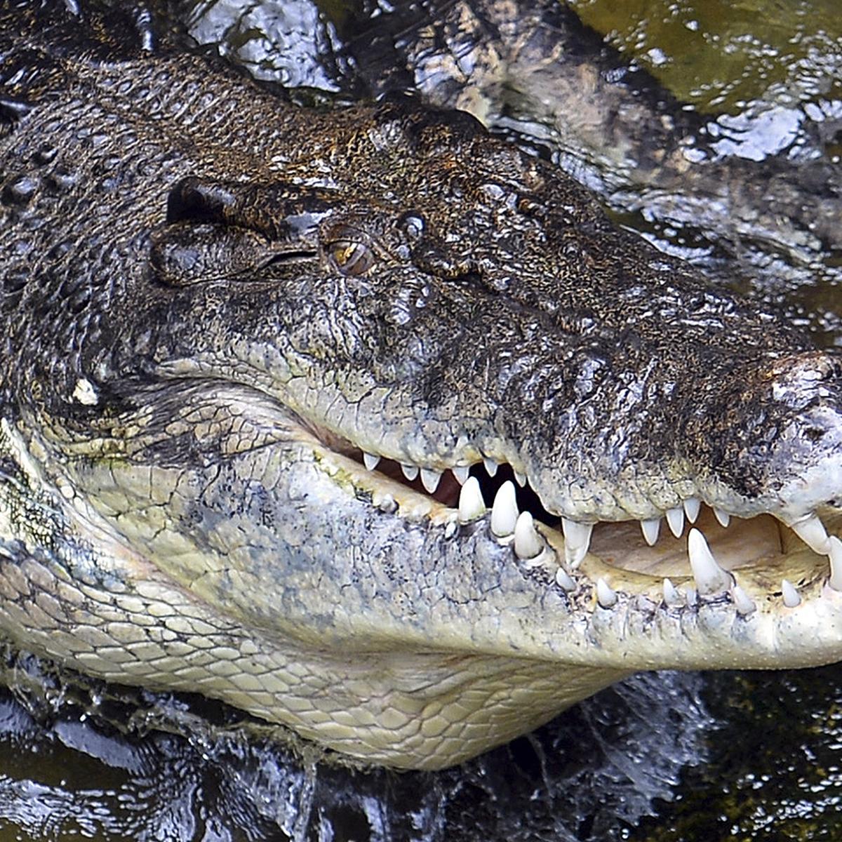 Viral | Hombre de 60 años evitó ser devorado por un cocodrilo a punta de  cuchillazos cuando navegaba por río | HISTORIAS | MAG.