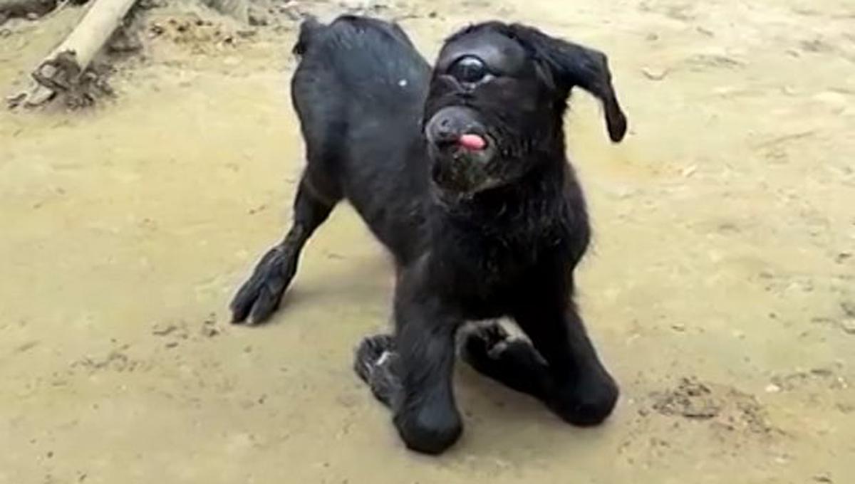 La expectativa de vida de los mamíferos que nacen con ciclopía es de un par de días. Esta cabra ya sobrevivió ocho días. (Foto: YouTube)