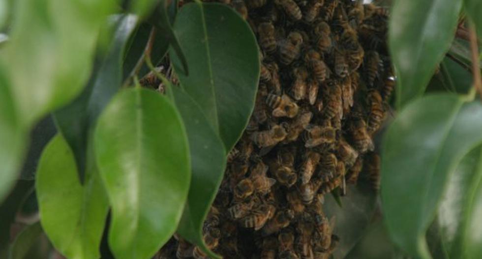 En época de verano proliferan las abejas. (Foto: Andina)