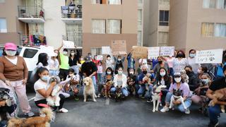 Bulldog Max: vecinos exigen que no sea devuelto a familia de agresor | FOTOS