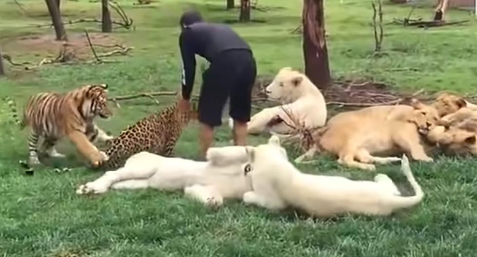 Así fue como esta persona se salvó de morir tras el zarpazo de un leopardo mientras jugaba con sus demás compañeros felinos en el grass. | Facebook