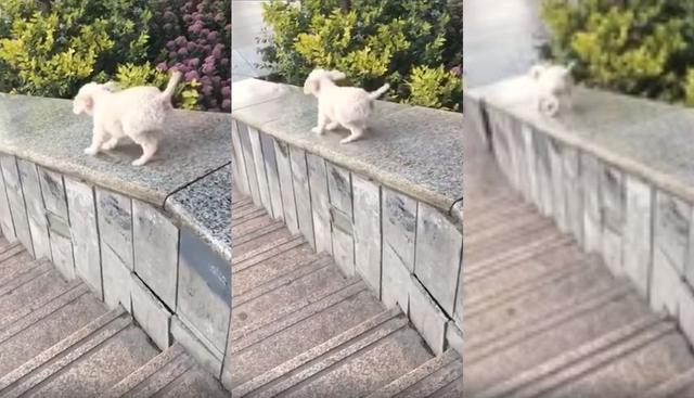 En Facebook se hizo viral el video de un perro cachorro que aprendió a jugar tirándose por un muro en México. Así reaccionaron los usuarios de las redes sociales. (Foto: Captura)