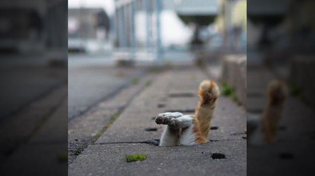 Fotógrafo captó a los gatos más divertidos de las alcantarillas - 6