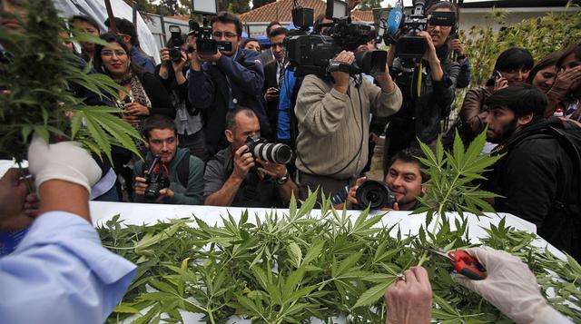 Chile realizó primera cosecha legal de marihuana de la región - 1