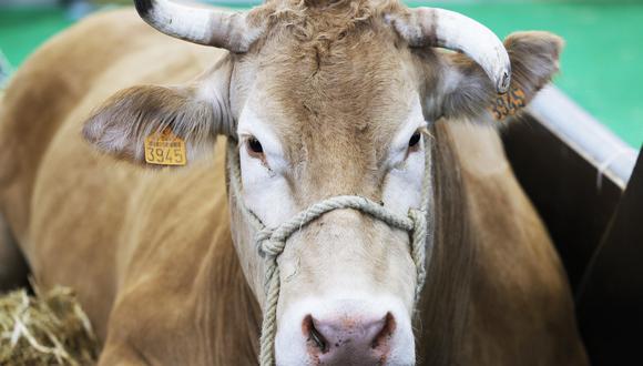 Una vaca lechera fue infectada de gripe aviar. (Foto de archivo: GEOFFROY VAN DER HASSELT / AFP)