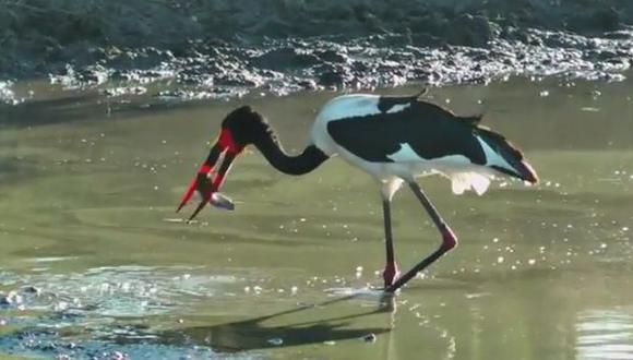 YouTube: águila roba comida a cigüeña en increíble video