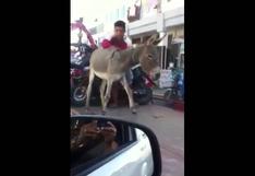 Facebook: grúa se lleva a un burro por infringir normas de tránsito y es viral | VIDEO