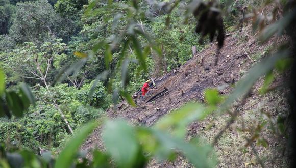 Entre julio y setiembre de este año se registraron 880 alertas de deforestación en este sector de la selva de Puno, según el sistema de monitoreo de Global Forest Watch. Foto: Vanessa Romo / Mongabay Latam