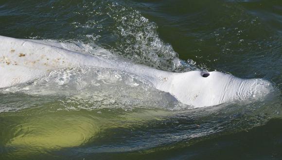 Los observadores científicos dicen que la ballena parece estar desnutrida. (GETTY IMAGES).