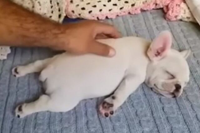 Foto 1 de 3 | El bulldog francés se ha ganado el cariño de los usuarios por su manera de dormir. | Crédito: Rumble Viral en YouTube. (Desliza hacia la izquierda para ver más fotos)