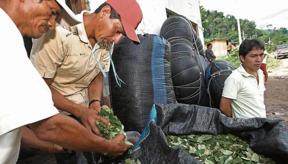 Promueven una economía lícita de la hoja de coca