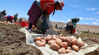 Midagri destina S/ 98 millones para fortalecer cadenas productivas de agricultura familiar