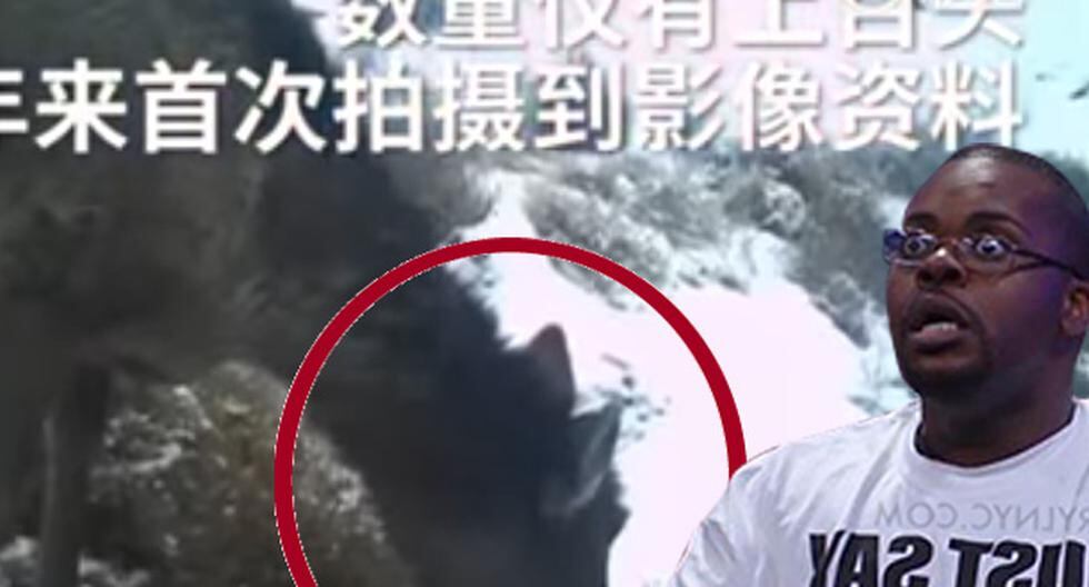 El animal mitad caballo, mitad ciervo, ha causado sensación en China y en YouTube. (Foto: captura)