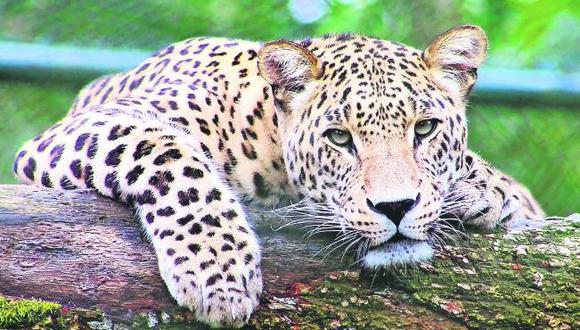 En México habitan 4 mil 800 jaguares; más de la mitad se encuentra en la península de Yucatán, principalmente en la Reserva de la Biosfera de Calakmul y la Reserva de Sian Ka’an. Foto: Alianza Nacional para la Conservación del Jaguar y WWF, vía El Universal de México/ GDA