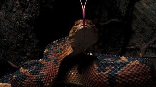 Día mundial de las serpientes: la redención de un reptil incomprendido 