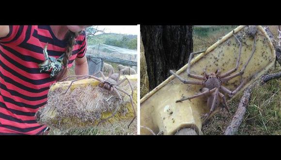 Facebook: fotografía de araña gigante impacta en red social