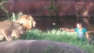 Un sujeto ingresa al hábitat de unos leones y los desafía estando ‘cara a cara’