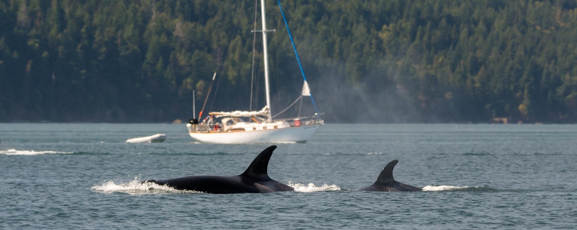 El extraño fenómeno de las orcas que embisten naves inquieta en Europa