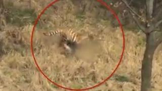 China: Turista muere al ser atacado por tigre en un zoológico