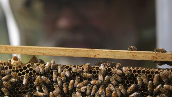 Enfermedad bacteriana amenaza a las abejas sudafricanas
