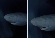 Captan a tiburón de Groenlandia que tendría 392 años siendo el más longevo del mundo