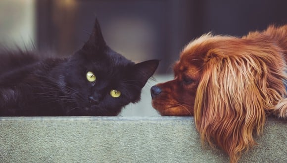 Una perrita no pudo resistir que su dueño le prestara más atención a un gato que a ella. (Foto: Pixabay/Referencial)