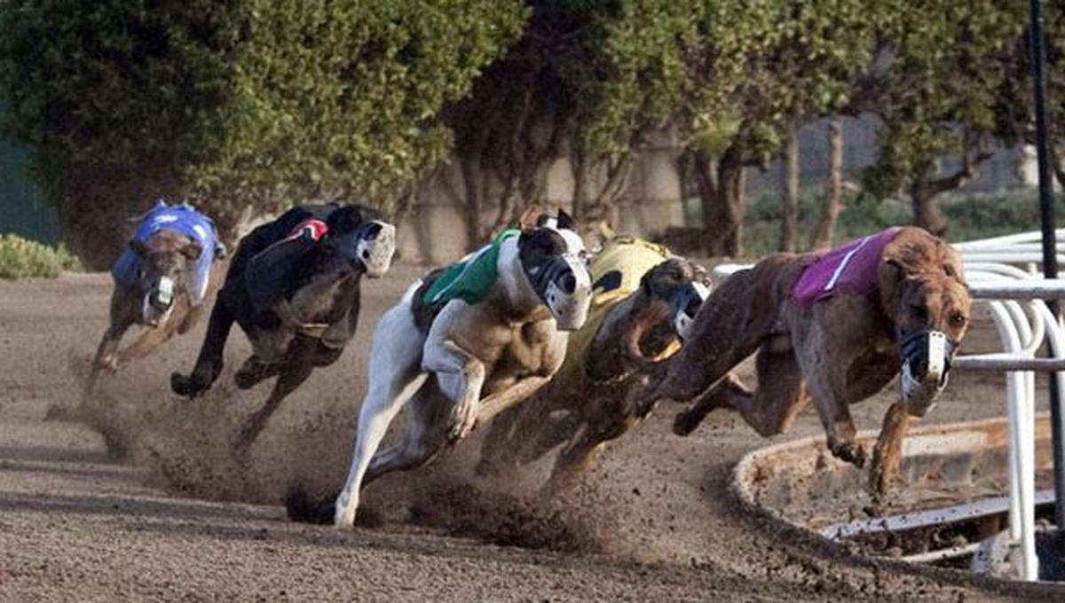 Prohibieron las carreras de galgos en estado de Australia