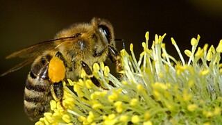 El insólito caso de la mujer que tenía cuatro abejas al interior de su ojo