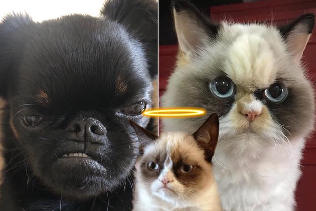 ‘Chico’ y ‘Meow Meow’ buscan conquistar el trono abdicado por ‘Grumpy Cat’, que murió en mayo del 2019 a la edad de 7 años por una infección en el tracto urinario. (Foto: the_cat_named_meowmeow/hazelandthegang en Instagram)