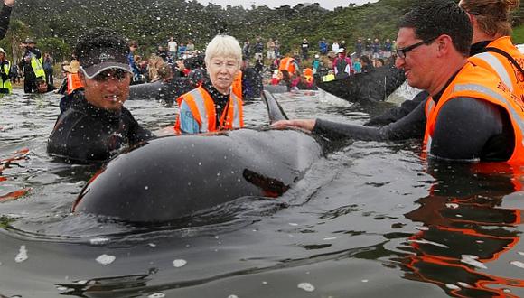 Nueva Zelanda: Cientos de ballenas vuelven al mar tras encallar