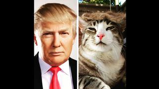 La nueva moda de peinar a tu gato como Donald Trump [FOTOS]