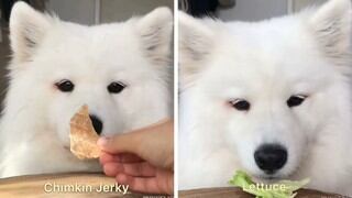 Maya, la samoyedo que te abrirá el apetito con sus divertidas reseñas culinarias