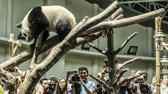 Pandas del zoológico de Malasia celebran su décimo cumpleaños - 3