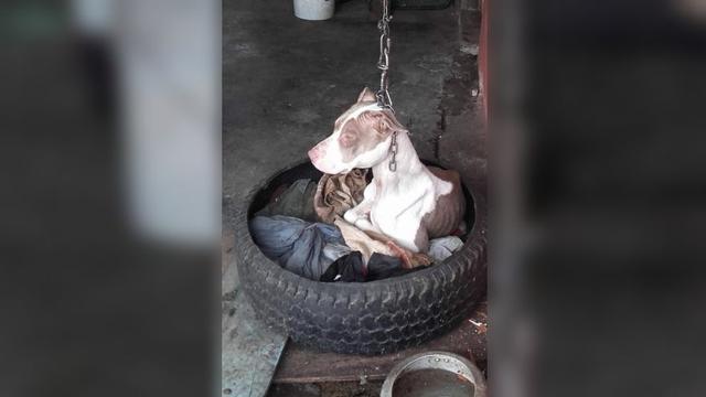 Esta es la historia de Cala, una perrita que era maltratada por sus dueños originales. Fue rescatada y tras ello sobrevivió a un envenenamiento. (Facbook "Territorio de Zaguates")