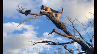 Un perro y un gato atrapados en la cima de un árbol son rescatados por los bomberos 