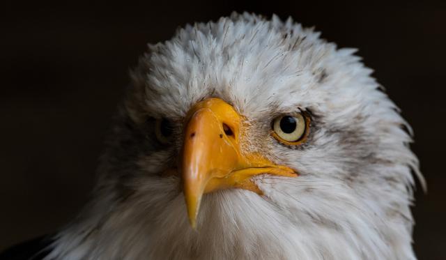 El águila causó revuelo entre los oficinistas por su curiosa incursión. (Foto: Pixabay/Referencial)
