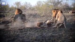 El impactante enfrentamiento de leones para quedarse con una presa | FOTOS