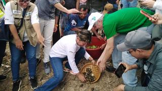 Festival de las Tortugas de Agua Dulce: cientos de tortugas taricayas fueron liberadas en Maynas
