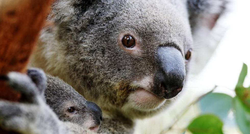 Los koalas han ingresado a la lista de especies amenazadas (Foto: Getty Images)