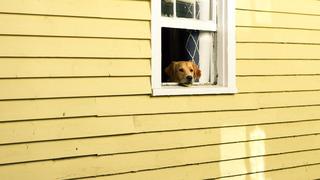 Siete de cada diez latinos dejaron de alquilar una vivienda por prohibición de mascotas
