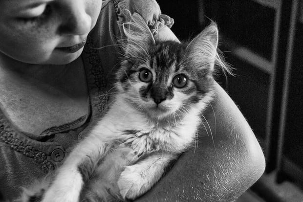 Los gatos adultos necesitan ser vacunados una vez al año (Foto: Pixabay)