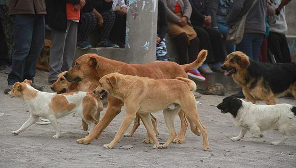 Según datos de WUF, en el Perú hay aproximadamente 6 millones de perros y gatos en estado de abandono.