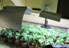Policía halló macetas con marihuana en una vivienda del Callao