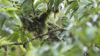 #ExpediciónVirtual: una mirada a la Reserva Buenaventura, el mundo de las aves en Ecuador