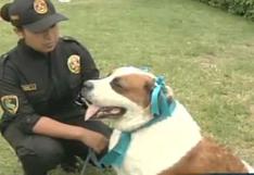 Perra utilizada como burrier forma parte de la Unidad Canina de la PNP | VIDEO