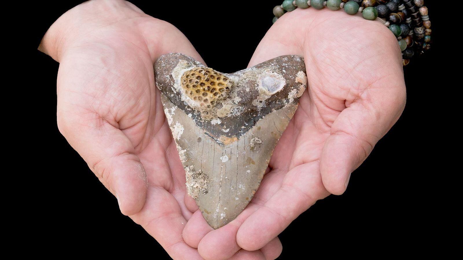 The size of the shark's teeth has led to some confusion about how big this long-extinct species could get.  (GETTY IMAGES).