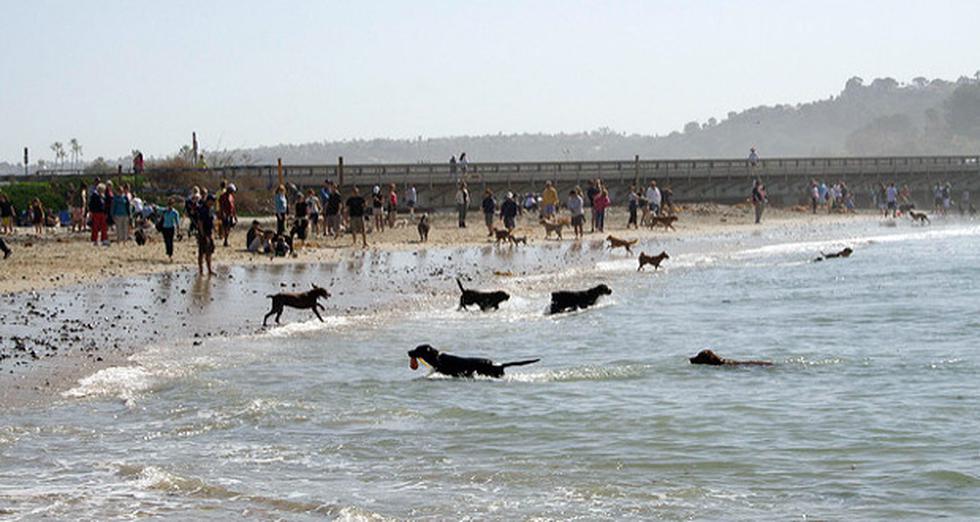 Playas para perros ¿Por qué no? | WUF | EL COMERCIO PERÚ