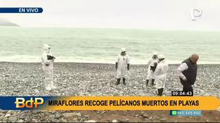 Miraflores abre playas desde hoy tras desinfección y recojo de aves infectadas o muertas