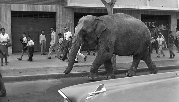 "Mary Jumbo" era el nombre de la joven elefanta de seis años de edad y seis toneladas de peso. No quiso subirse a un camión y la única forma que descubrieron fue dejarla caminar con libertad hasta su nueva casa. Era enero de 1959. (Foto; GEC Archivo Histórico)